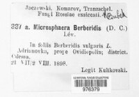 Erysiphe berberidis image